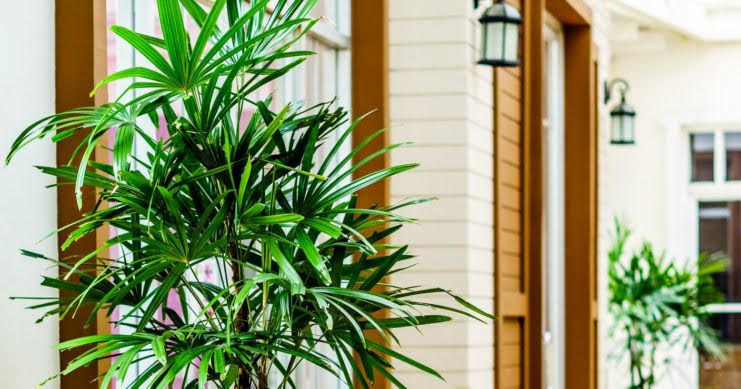 Best Indoor Plants For Your Health