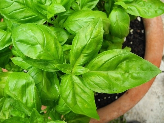How to Grow Organic Basil in a Pot