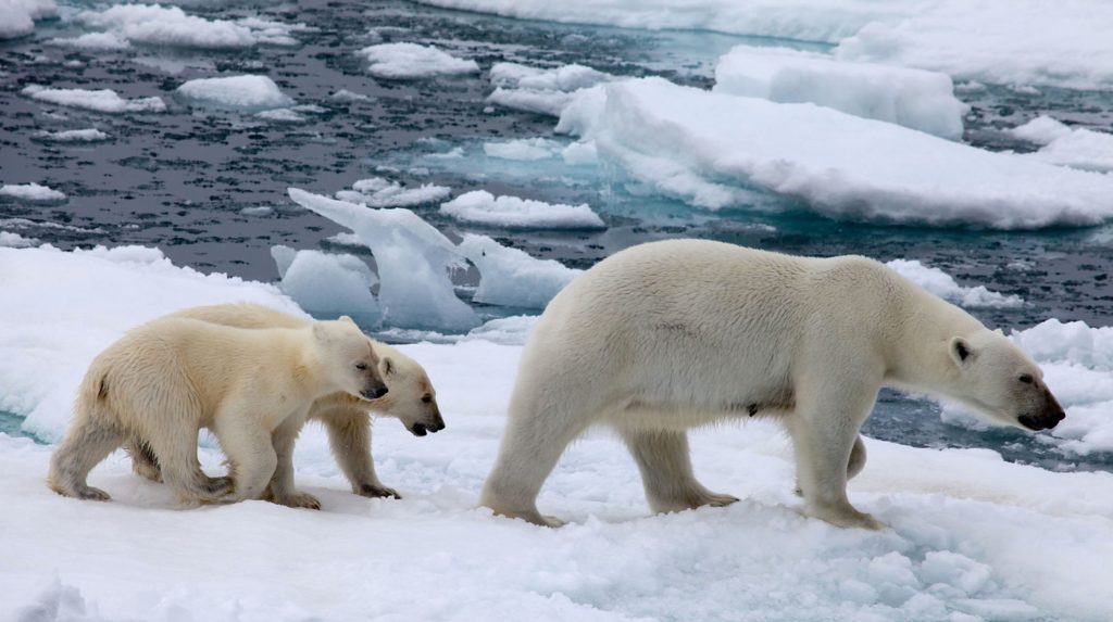 Russian Polar Bear ‘Invasion’ Is a Sign of Something Much Bigger