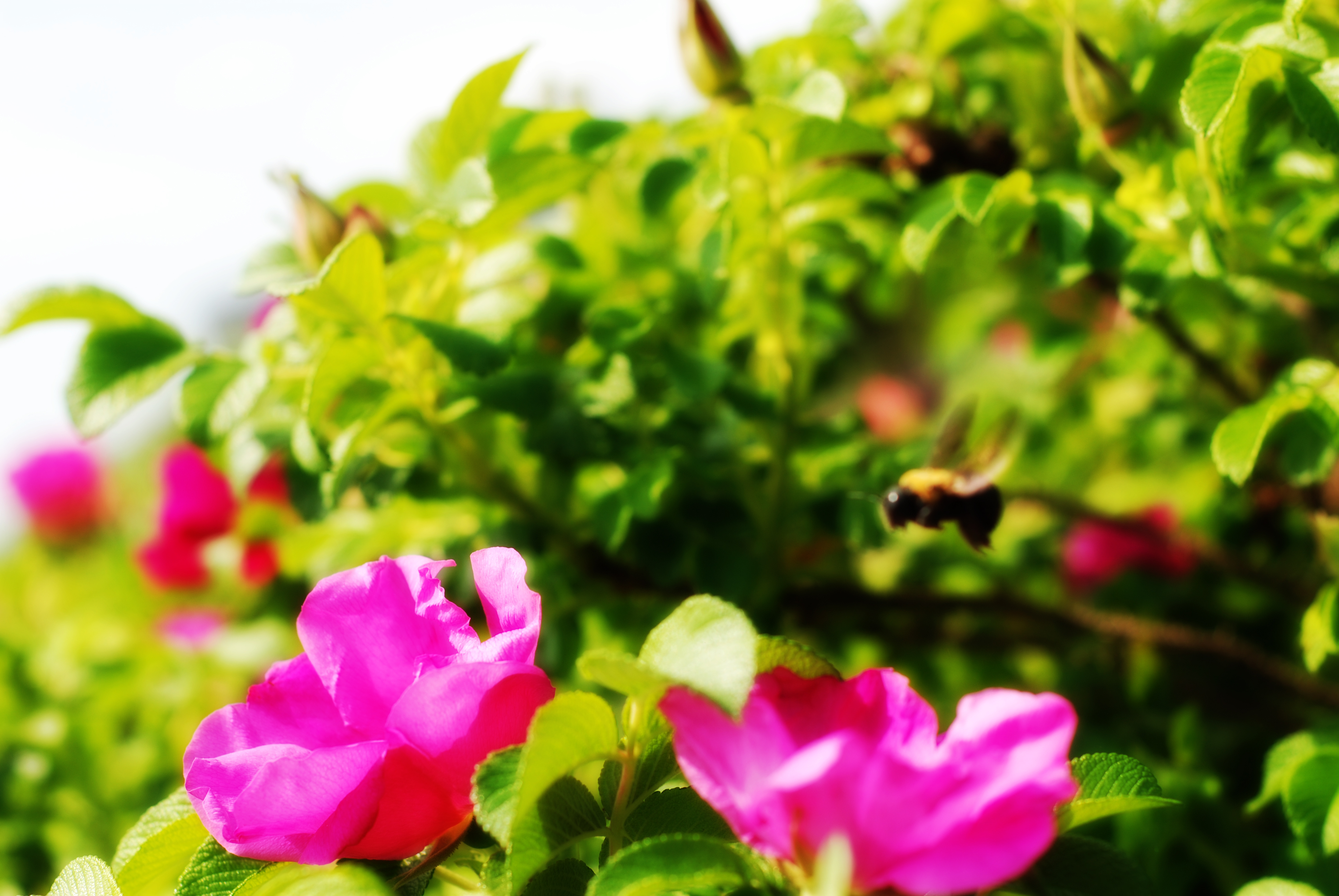 Want to help bees? Plant flowering herbs