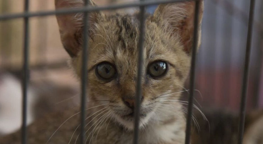 3,000 animals rescued following Indonesia earthquake