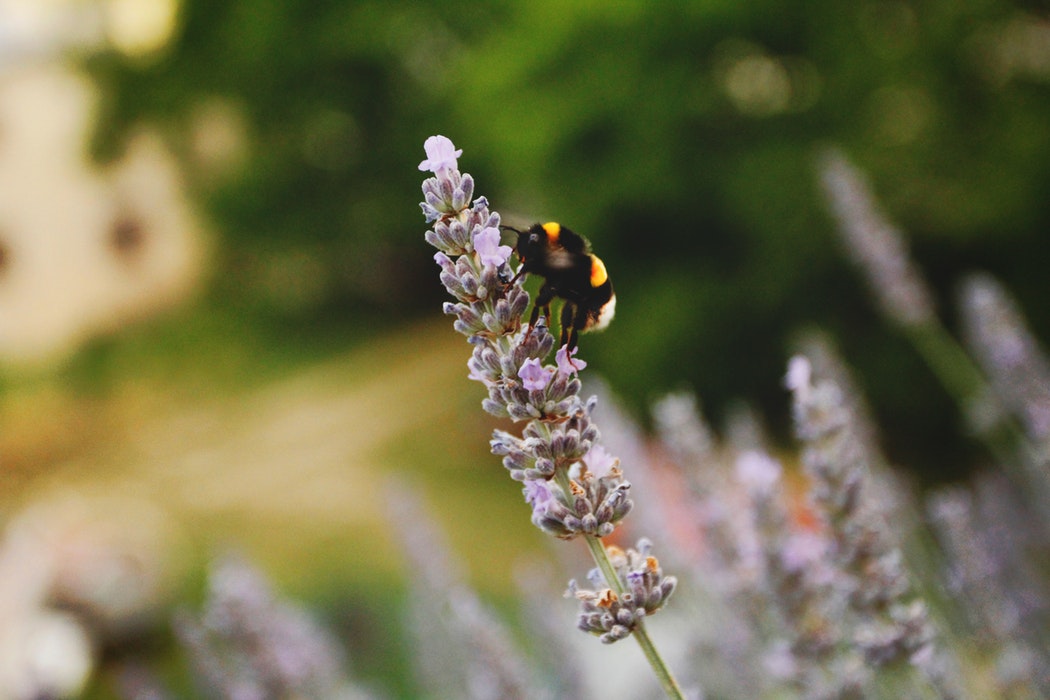 Pollen Is Getting Worse, but You Can Make Things Better With These Tips From an Allergist