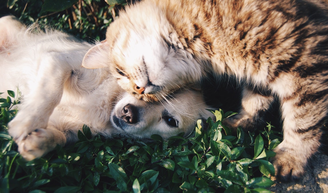 Go Green with Your Pet – 10 Painless Ways to Do It