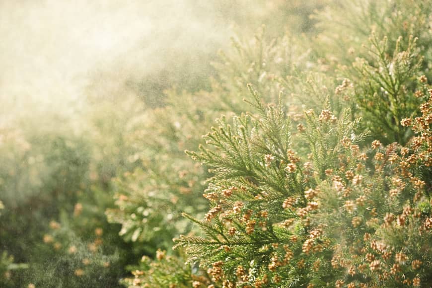 It’s Official: Climate Change Worsens Global Pollen Season