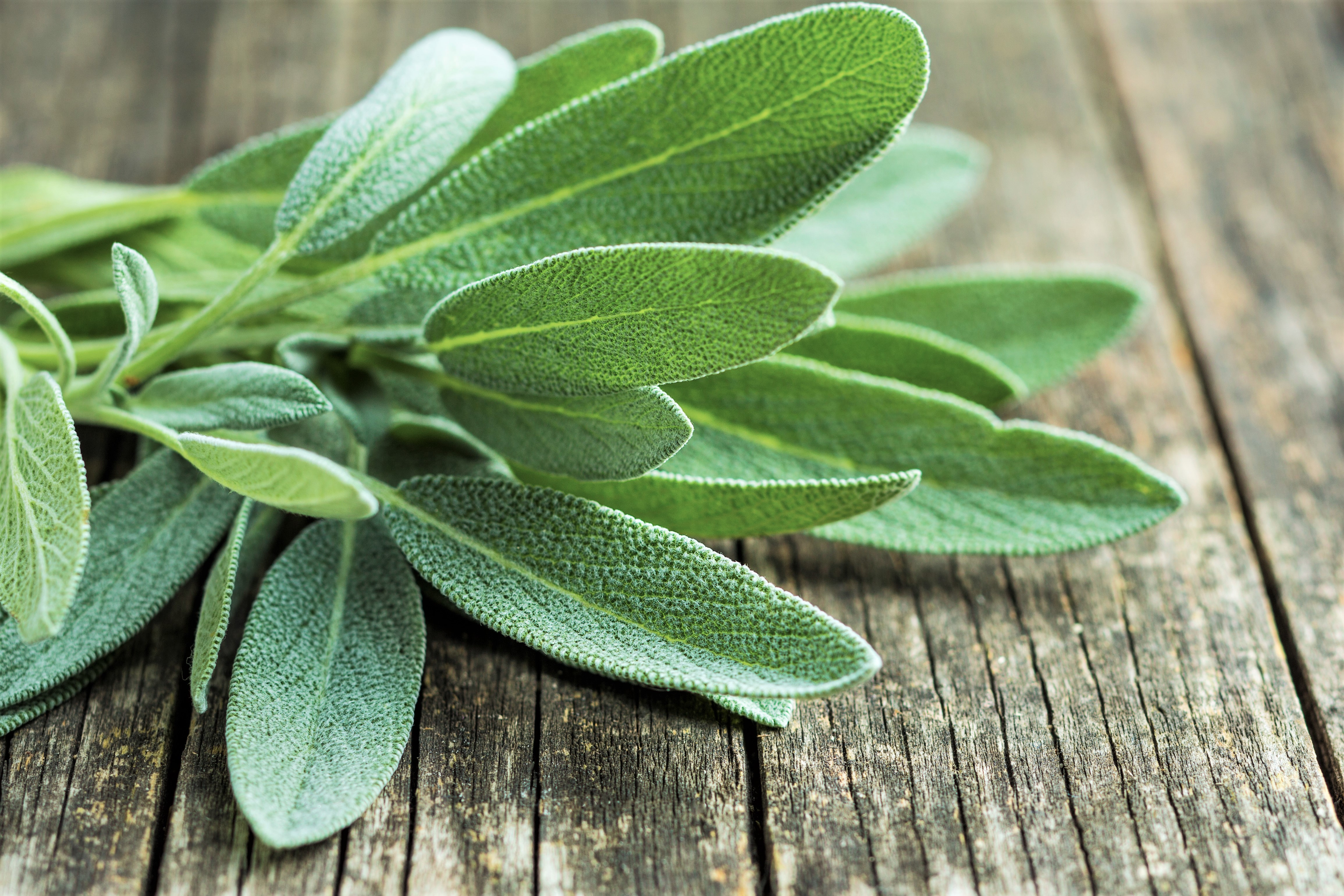 12 Health Benefits and Uses of Sage